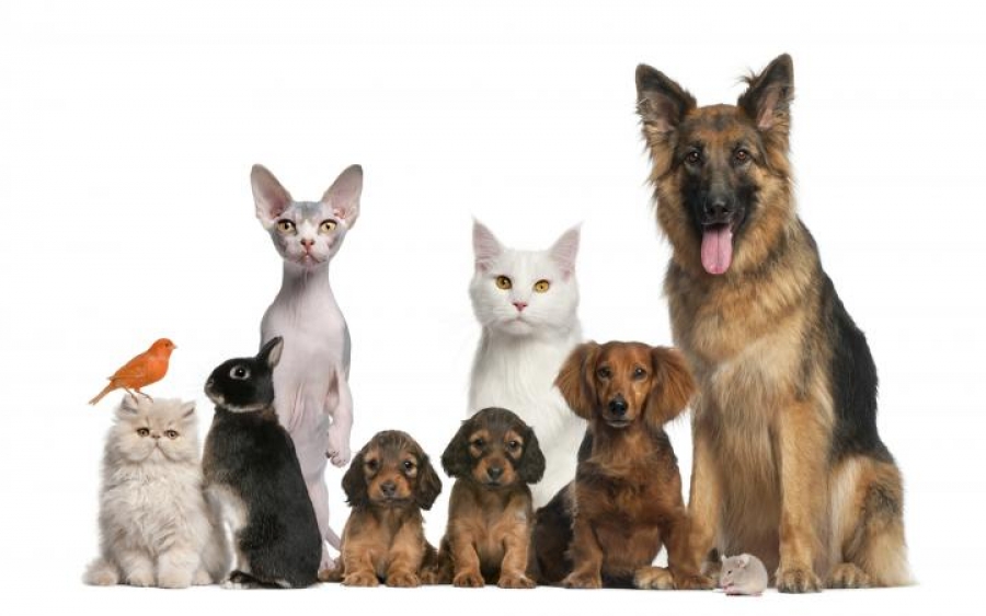 Tus mascotas favoritas
